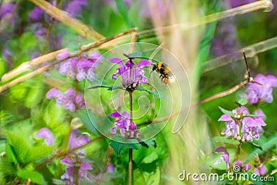 Bumblebee or Bombus pascuorum harvesting pollen in wild meadow Stock Photo