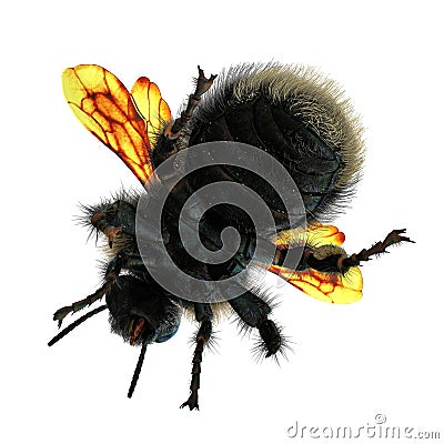 The Bumblebee or Bumble Bee Bombus terrestris isolated on white. 3D illustration Cartoon Illustration