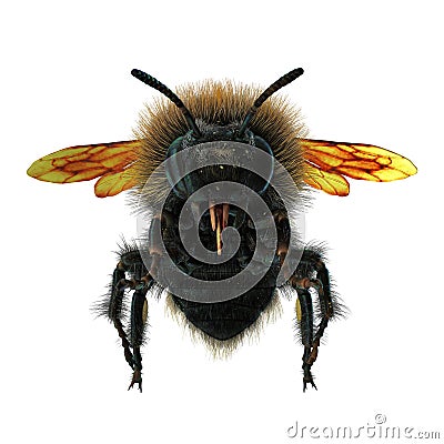 The Bumblebee or Bumble Bee Bombus terrestris isolated on white. 3D illustration Cartoon Illustration