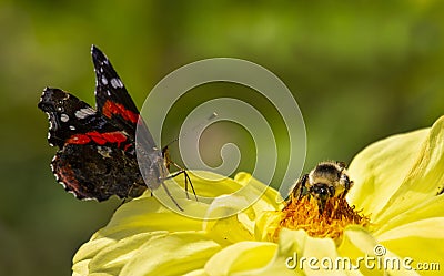 Bumblebee and butterfly on the same flower Stock Photo