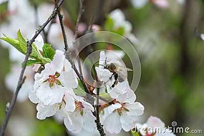 Bumblebee on cherry blossoms in spring season in the garden. Stock Photo