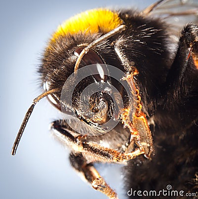 Bumblebee close up Stock Photo