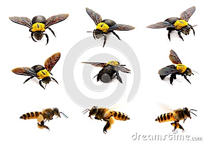 Bumblebee close-up Stock Photo