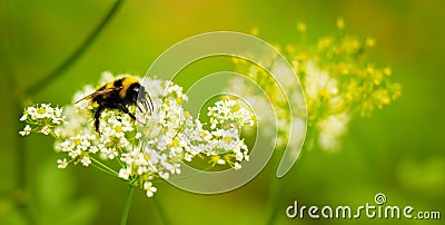 Bumblebee close up in its natural habitat Stock Photo