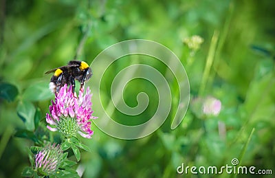 Bumblebee close up in its natural habitat Stock Photo