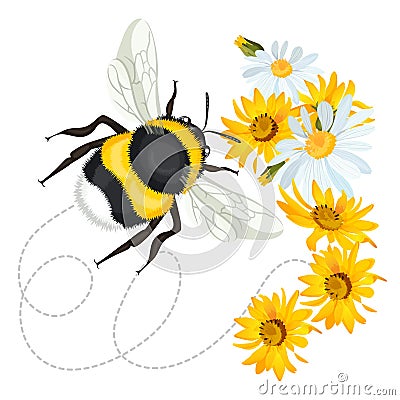 Bumblebee closeup head, trace swirled line on background arnica chamomile Vector Illustration