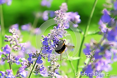 Bumblebee collecting flower pollen. Flowers of Nepeta cataria catnip, catswort, catmint. Floral background Stock Photo