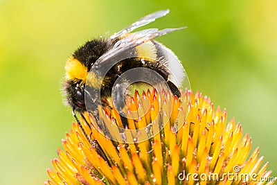 Bumblebee collecting nectar on Echinacea flower Stock Photo