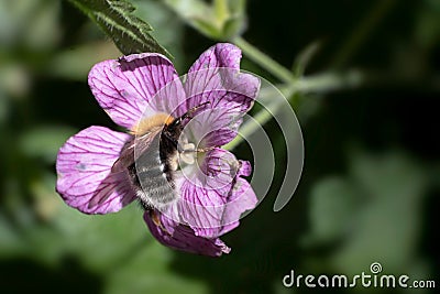 Bumblebee collecting nectar and pollinating a pink Geranium endressi Stock Photo