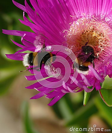 Bumblebee collecting pollen from ice plant Stock Photo
