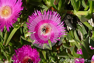 Bumblebee collecting pollen from ice plant Stock Photo