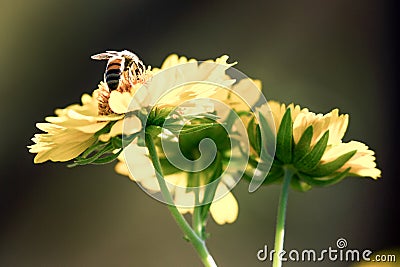 A bumblebee collecting pollen Stock Photo