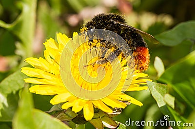 A bumblebee on a dandelion Stock Photo