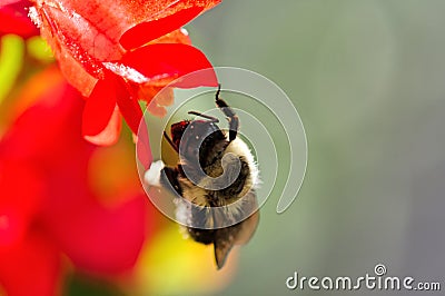 A Bumblebee dangles by one leg Stock Photo