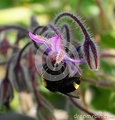 A Bumblebee extracting nectar from blue Borage flowers. Stock Photo