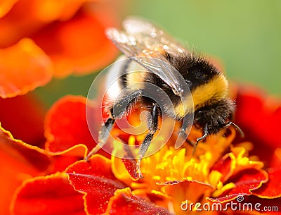 Bumblebee Stock Photo