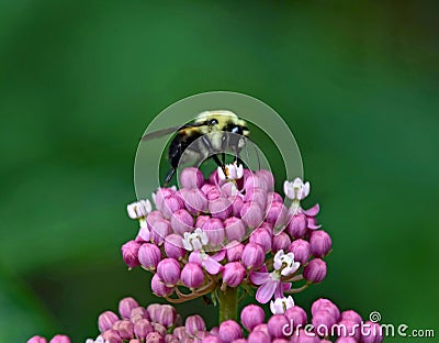 Bumblebee feeding on flowers on Swamp Milkweed Stock Photo
