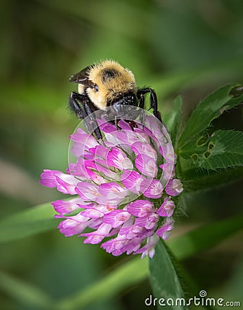 Bumblebee feeding on a group of small pink flowers Stock Photo