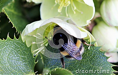 Close up Bumblebee feeding on nectar Stock Photo