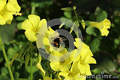 Bumblebee feeding on a Yellow Shamrock Stock Photo