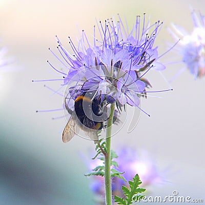Bumblebee feeding on purple phacelia honey flower Stock Photo