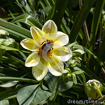 Bumblebee feeding on yellow Dahlia Stock Photo