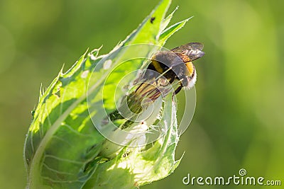 Bumblebee on filed plant Stock Photo