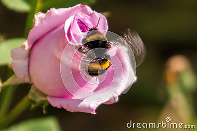 bumblebee flies near a pale pink rose Stock Photo