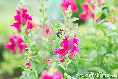 Bumblebee flies over pink flowers Stock Photo