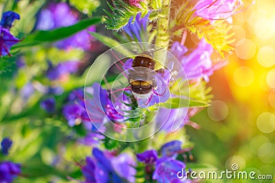 Bumblebee flies to a flower . Stock Photo