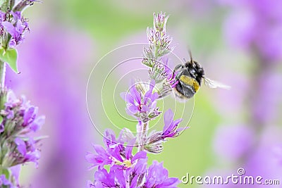 Bumblebee in flight with visible wings movement on. british mead Stock Photo