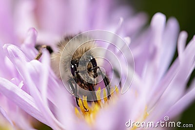 Bombus equestris or B. veteranus Stock Photo