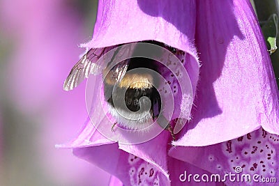 Bumblebee in pink flower Stock Photo