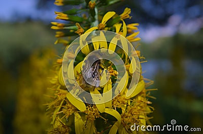 bumblebee on flower Stock Photo