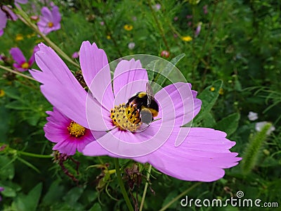 Bumblebee on a flower Stock Photo