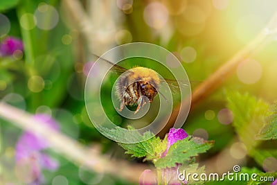 Bumblebee on a flower, plant nature, flower pollination Stock Photo