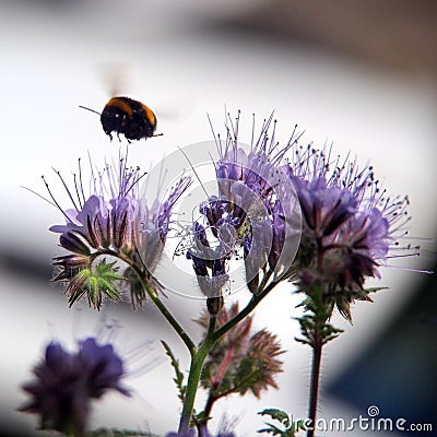 Bumblebee flying over purple phacelia honey flower Stock Photo