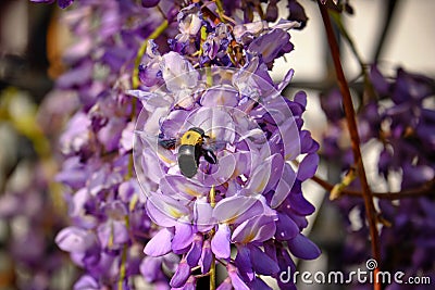 Bumblebee gathers a nectar from flowers of Wisteria sinensis or Chinese wisteria Stock Photo