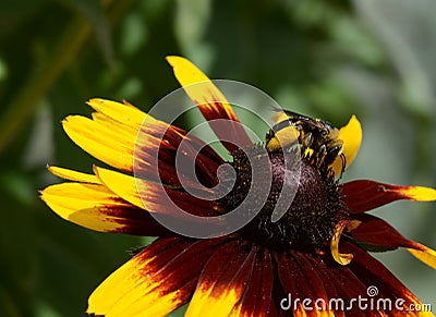 A Bumblebee Gathers Pollen Stock Photo