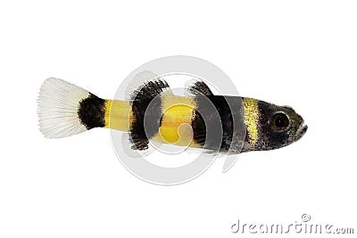 Bumblebee goby Brachygobius doriae gobies tropical aquarium fish Stock Photo