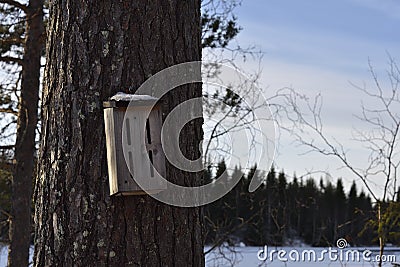 Bumblebee house on a pine stem Stock Photo
