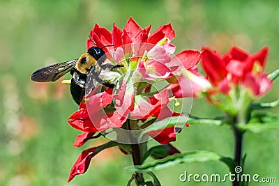 Bumblebee on Indian Paintbrush Stock Photo