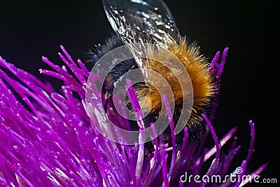 Bumblebee inside the Aster Stock Photo