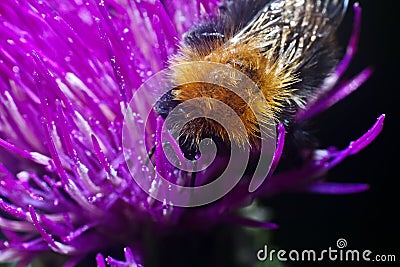 Bumblebee inside the Aster Stock Photo