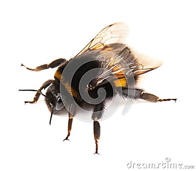 Bumblebee Stock Photo