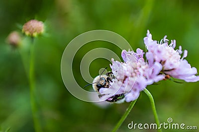 Bumblebee Stock Photo