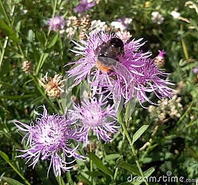 Bumblebee occupying the cornflower Stock Photo