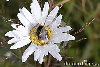 Bumblebee on Oxeye Daisy Flower Close Up Stock Photo