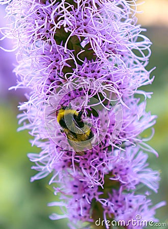 Bumblebee perched on a prairie blazing star flower getting nectar. Purple liatris plant in the garden meadow, close up. Stock Photo