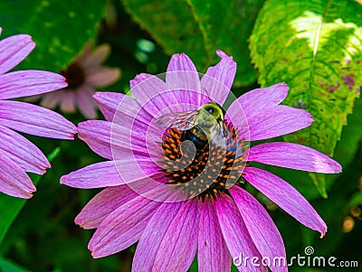 Bumblebee on pink coneflower, echinacea, Stock Photo
